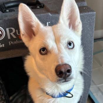 Baby Moon -  Mixed Breed Dog for Adoption in Dekalb, Illinois - Baby Moon | PetCurious