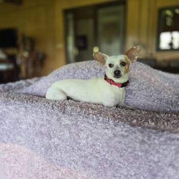 Katy Pawry -  Chihuahua Dog for Adoption in Boerne, Texas - Katy Pawry | PetCurious