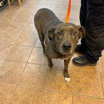 Catahoula Leopard Dog Dogs Available for Adoption - Pepper | PetCurious