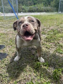 American Bulldog and Mixed Breed Dogs Available for Adoption in Doral, Florida - BONNIE | PetCurious