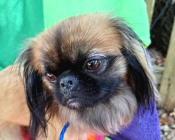 Aklilu BR14536-T -  Pekingese Dog for Adoption in Missouri City, Texas - Aklilu BR14536-T | PetCurious