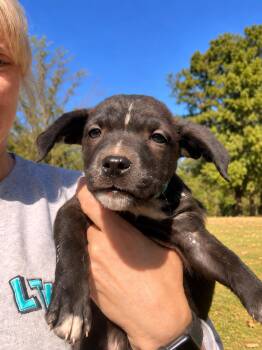 Escape West -  Boxer Dog for Adoption in Andover, Massachusetts - Escape West | PetCurious