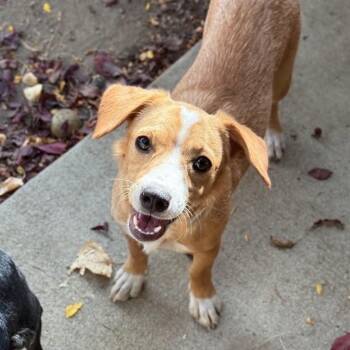 Furina -  Beagle and Chihuahua Dog for Adoption in Mountain Center, California - Furina | PetCurious