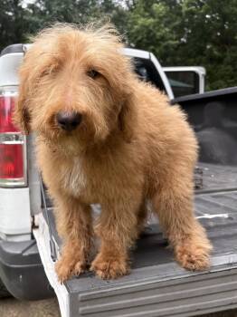CHURRO -  Goldendoodle Dog for Adoption in Fosters, Alabama - CHURRO | PetCurious