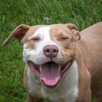 Truitt -  Pit Bull Terrier Dog for Adoption in La Grange, Texas - Truitt | PetCurious