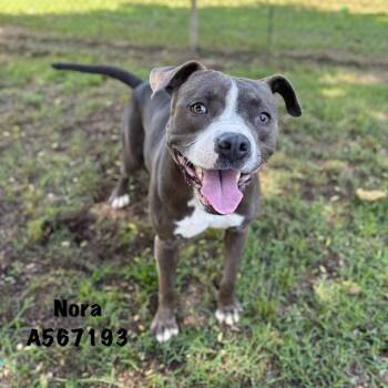 NORA -  Pit Bull Terrier Dog for Adoption - NORA | PetCurious