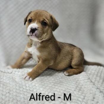 Retriever and Hound Dogs Available for Adoption - Alfred | PetCurious