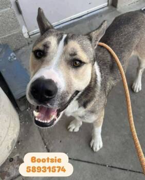 Rescue Shepherd Dogs for Adoption in Bethel, Vermont - Bootsie | PetCurious