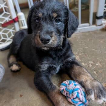 Bernese Mountain Dog and Labrador Retriever Dogs Available for Adoption in Ottawa Hills, Ohio - Marlboro | PetCurious