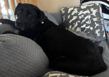 Rescue Labrador Retriever Dogs for Adoption in Warrington, Pennsylvania - Scottie | PetCurious