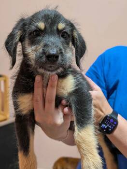 Aubie -  Mixed Breed Dog for Adoption in Huntsville, Alabama - Aubie | PetCurious