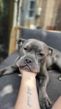Ozzy -  Mixed Breed Dog for Adoption in New York, New York - Ozzy | PetCurious