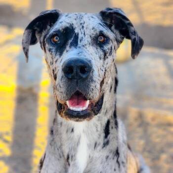 Rescue Great Dane Dogs for Adoption in Tehachapi, California - Minerva | PetCurious