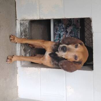 Rescue Foxhound Dogs for Adoption in Summerville, South Carolina - Quintus | PetCurious