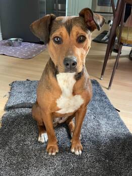 Penny -  Pit Bull Terrier Dog for Adoption in Millcreek, Utah - Penny | PetCurious
