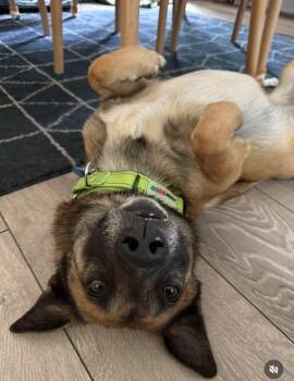 Shepherd Dogs Available for Adoption in Pasadena, California - Orion | PetCurious