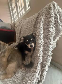 Lily -  Yorkshire Terrier and Chihuahua Dog Available for Adoption - Lily | PetCurious
