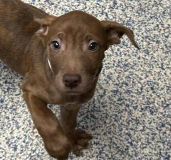 Hera -  Plott Hound Dog for Adoption in Golden, Colorado - Hera | PetCurious
