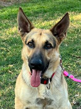 Tucker ( AKC registered. ) -  German Shepherd Dog Dog for Adoption in Greeneville, Tennessee - Tucker ( AKC Registered. ) | PetCurious