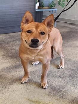 Rescue Carolina Dog and Shar Pei Dogs for Adoption in Hagerstown, Maryland - EMBER | PetCurious