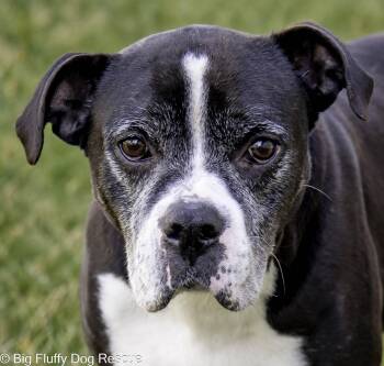 Gideon -  Boxer Dog for Adoption in Nashville, Tennessee - Gideon | PetCurious