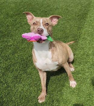 Pit Bull Terrier and Mixed Breed Dogs Available for Adoption in Frankfort, Kentucky - Allie | PetCurious