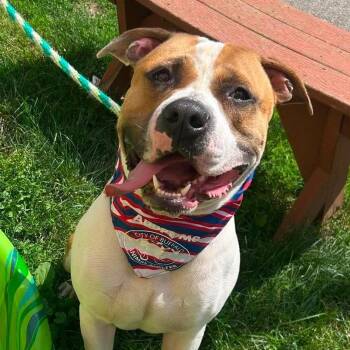 Pupper -  Pit Bull Terrier Dog for Adoption in Buffalo, New York - Pupper | PetCurious