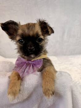 Shih Tzu Dogs Available for Adoption - Snow Queen | PetCurious