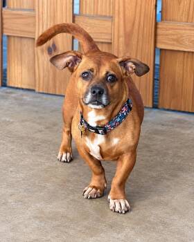 Lulu -  Dachshund and Pug Dog for Adoption in Atlanta, Georgia - Lulu | PetCurious