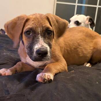 Oatmeal -  Beagle and Cardigan Welsh Corgi Dog for Adoption in Melrose, Florida - Oatmeal | PetCurious