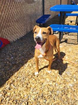 ROMAN -  Pit Bull Terrier Dog for Adoption in Albuquerque, New Mexico - ROMAN | PetCurious