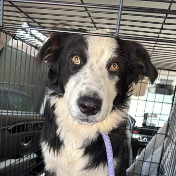 Pony A5792757 -  Border Collie Dog for Adoption in Los Angeles, California - Pony A5792757 | PetCurious
