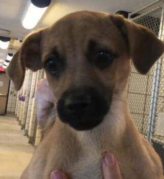 AUGIE -  Chihuahua and Mixed Breed Dog for Adoption in El Paso, Texas - AUGIE | PetCurious