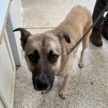 Felipe - Butler Campus -  Shepherd and Mixed Breed Dog for Adoption in Flagstaff, Arizona - Felipe - Butler Campus | PetCurious