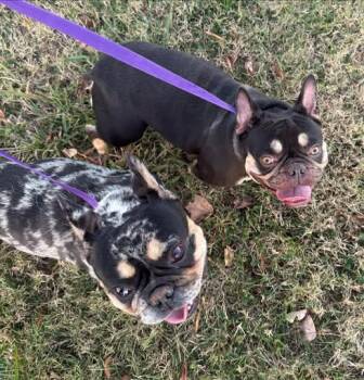 Rescue French Bulldog Dogs for Adoption in Matthews, North Carolina - Duke | PetCurious