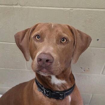Benny -  Vizsla and Labrador Retriever Dog for Adoption in Bronson, Florida - Benny | PetCurious