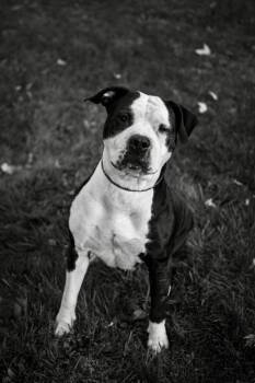 Ari -  Pit Bull Terrier Dog for Adoption in Frankfort, New York - Ari | PetCurious