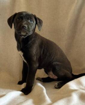 Shepherd and Mixed Breed Dogs Available for Adoption - Polly | PetCurious