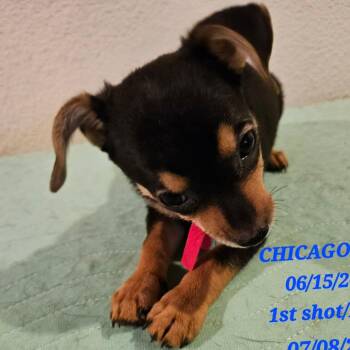 AVAILABLE 8/30 CHICAGO -  Miniature Dachshund and Chihuahua Dog for Adoption in Loves Park, Illinois - AVAILABLE 8/30 CHICAGO | PetCurious