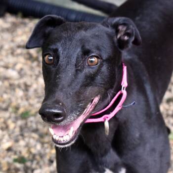 Flirty -  Greyhound Dog for Adoption in Ware, Massachusetts - Flirty | PetCurious