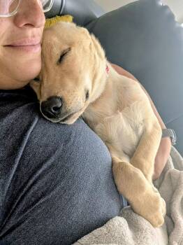 Daisy Mae Halloway -  Mixed Breed Dog for Adoption in Waunakee, Wisconsin - Daisy Mae Halloway | PetCurious