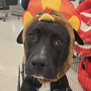 Rescue Pit Bull Terrier Dogs for Adoption in Winnie, Texas - Bluey | PetCurious