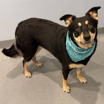 Lacey -  Mixed Breed Dog for Adoption in Canal Winchester, Ohio - Lacey | PetCurious