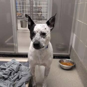 MANCHAS -  Australian Cattle Dog Blue Heeler Dog for Adoption in Las Vegas, Nevada - MANCHAS | PetCurious