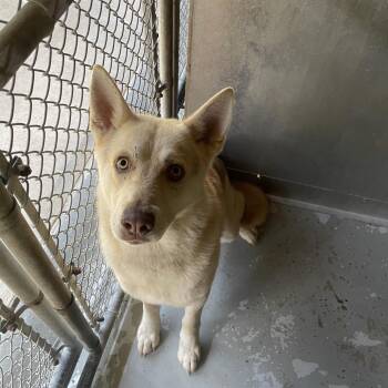 Red -  Husky and Mixed Breed Dog for Adoption in Galax, Virginia - Red | PetCurious