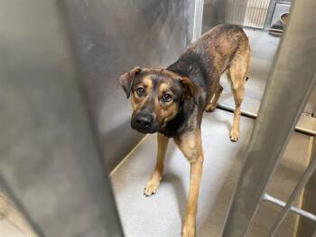 German Shepherd Dog and Mixed Breed Dogs Available for Adoption in Modesto, California - A609192 | PetCurious