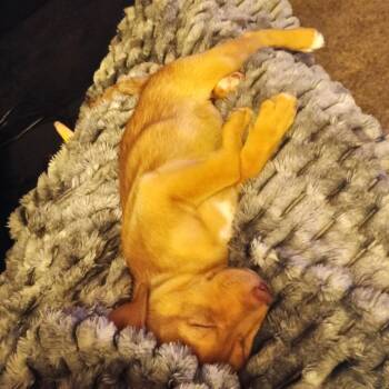 Milo -  Pit Bull Terrier and Husky Dog for Adoption in Lynchburg, Virginia - Milo | PetCurious