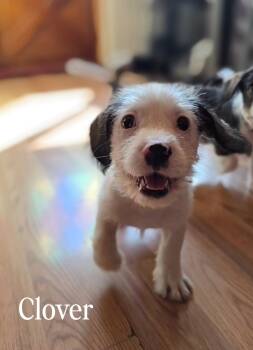 Terrier Dogs Available for Adoption - Clover | PetCurious