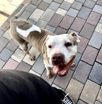 Rescue English Bulldog Dogs for Adoption in Pompano Beach, Florida - Betty | PetCurious