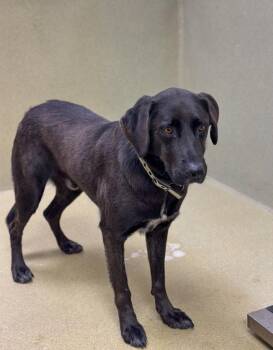 Wyatt -  Labrador Retriever Dog for Adoption in Napa, California - Wyatt | PetCurious